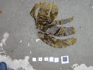  ( - LD00369)  @11 [ ] CreativeCommons - Attribution Non-Commercial (2025) Unspecified Canadian Museum of Nature