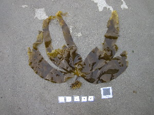  ( - LD00370)  @11 [ ] CreativeCommons - Attribution Non-Commercial (2025) Unspecified Canadian Museum of Nature