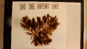  ( - LD00384)  @11 [ ] by-nc (2022) Unspecified Canadian Museum of Nature
