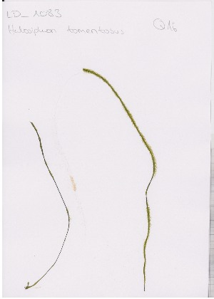  ( - LD00860)  @11 [ ] by-nc (2022) Unspecified Canadian Museum of Nature