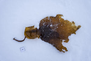  ( - LD01089)  @11 [ ] by-nc (2024) Unspecified Alfred Wegener Institute