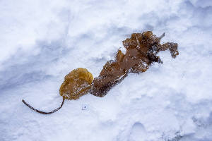  ( - LD01091)  @11 [ ] by-nc (2024) Unspecified Alfred Wegener Institute