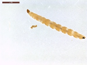  ( - LS-IRBI-CANOP0140)  @11 [ ] Copyright (2021) Lucas Sire Institut de Recherche sur la Biologie de l'Insecte