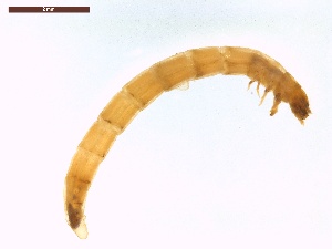  ( - LS-IRBI-CANOP0192)  @11 [ ] Copyright (2021) Lucas Sire Institut de Recherche sur la Biologie de l'Insecte
