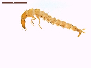  ( - LS-IRBI-CANOP0227)  @11 [ ] Copyright (2021) Lucas Sire Institut de Recherche sur la Biologie de l'Insecte