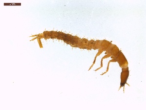  ( - LS-IRBI-CANOP0239)  @11 [ ] Copyright (2021) Lucas Sire Institut de Recherche sur la Biologie de l'Insecte