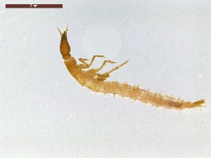  ( - LS-IRBI-CANOP0249)  @11 [ ] Copyright (2021) Lucas Sire Institut de Recherche sur la Biologie de l'Insecte