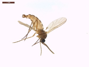  ( - LS-IRBI-CANOP0289)  @11 [ ] Copyright (2021) Lucas Sire Institut de Recherche sur la Biologie de l'Insecte