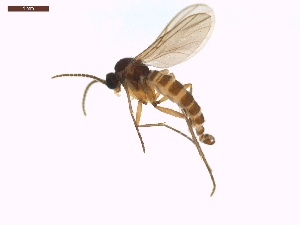  ( - LS-IRBI-CANOP0290)  @11 [ ] Copyright (2021) Lucas Sire Institut de Recherche sur la Biologie de l'Insecte