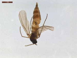  ( - LS-IRBI-CANOP0388)  @11 [ ] Copyright (2021) Lucas Sire Institut de Recherche sur la Biologie de l Insecte