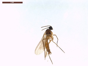  ( - LS-IRBI-CANOP0406)  @11 [ ] Copyright (2021) Lucas Sire Institut de Recherche sur la Biologie de l Insecte