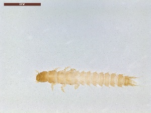  ( - LS-IRBI-CANOP0559)  @11 [ ] Copyright (2021) Lucas Sire Institut de Recherche sur la Biologie de l Insecte