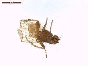 (Crumomyia roserii - LS-IRBI-CANOP0696)  @11 [ ] Copyright (2021) Lucas Sire Institut de Recherche sur la Biologie de l Insecte