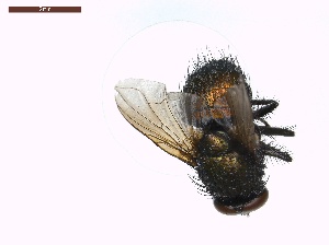  ( - LS-IRBI-CANOP0734)  @11 [ ] Copyright (2021) Lucas Sire Institut de Recherche sur la Biologie de l Insecte