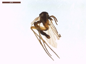  ( - LS-IRBI-CANOP0740)  @11 [ ] Copyright (2021) Lucas Sire Institut de Recherche sur la Biologie de l Insecte