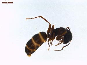  ( - LS-IRBI-CANOP0793)  @12 [ ] Copyright (2021) Lucas Sire Institut de Recherche sur la Biologie de l Insecte