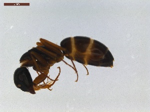  ( - LS-IRBI-CANOP0868)  @12 [ ] Copyright (2021) Lucas Sire Institut de Recherche sur la Biologie de l Insecte