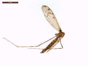 ( - LS-IRBI-CANOP0897)  @11 [ ] Copyright (2021) Lucas Sire Institut de Recherche sur la Biologie de l Insecte