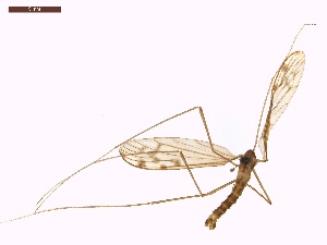  ( - LS-IRBI-CANOP0919)  @11 [ ] Copyright (2021) Lucas Sire Institut de Recherche sur la Biologie de l Insecte