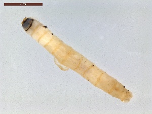  ( - LS-IRBI-CANOP0990)  @11 [ ] Copyright (2021) Lucas Sire Institut de Recherche sur la Biologie de l Insecte