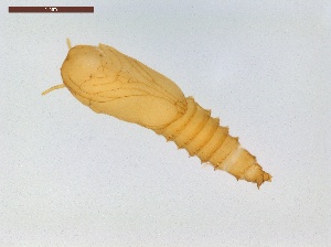  ( - LS-IRBI-CANOP1017)  @11 [ ] Copyright (2021) Lucas Sire Institut de Recherche sur la Biologie de l Insecte