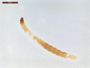  ( - LS-IRBI-CANOP1019)  @11 [ ] Copyright (2021) Lucas Sire Institut de Recherche sur la Biologie de l Insecte