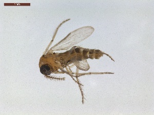  ( - LS-IRBI-CANOP1030)  @11 [ ] Copyright (2021) Lucas Sire Institut de Recherche sur la Biologie de l Insecte