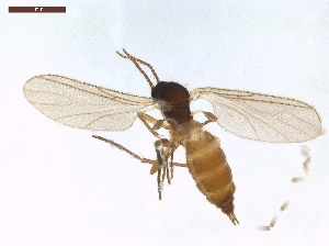  ( - LS-IRBI-CANOP1116)  @11 [ ] Copyright (2021) Lucas Sire Institut de Recherche sur la Biologie de l Insecte