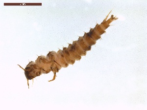  ( - LS-IRBI-CANOP1142)  @11 [ ] Copyright (2021) Lucas Sire Institut de Recherche sur la Biologie de l Insecte