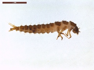  ( - LS-IRBI-CANOP1142)  @11 [ ] Copyright (2021) Lucas Sire Institut de Recherche sur la Biologie de l Insecte