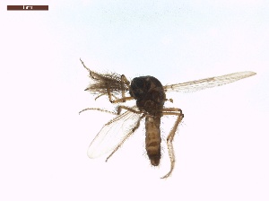  ( - LS-IRBI-CANOP1264)  @11 [ ] Copyright (2021) Lucas Sire Institut de Recherche sur la Biologie de l Insecte