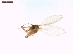  ( - LS-IRBI-CANOP1265)  @11 [ ] Copyright (2021) Lucas Sire Institut de Recherche sur la Biologie de l Insecte