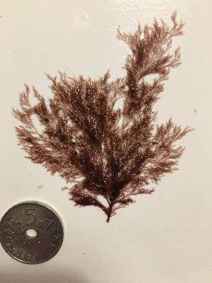  (Leptosiphonia fibrillosa - AMS00035)  @11 [ ] CreativeCommons  Attribution Non-Commercial (2022) Unspecified Canadian Museum of Nature