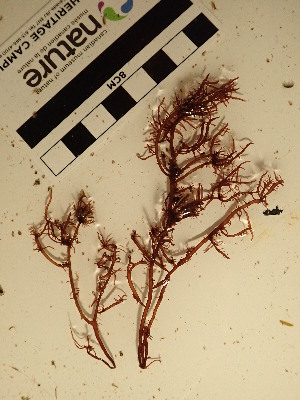  (Devaleraea ramentacea - AMS00081)  @11 [ ] CreativeCommons  Attribution Non-Commercial (2022) Unspecified Canadian Museum of Nature