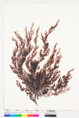  (Carradoriella elongata - AMS00181)  @11 [ ] CreativeCommons  Attribution Non-Commercial (by-nc) (2022) Unspecified Canadian Museum of Nature