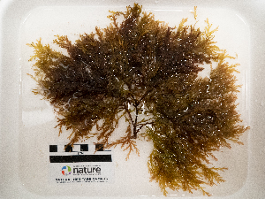  ( - AMS00266)  @11 [ ] by-nc (2022) Unspecified Canadian Museum of Nature