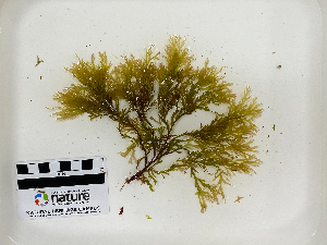  ( - AMS00293)  @11 [ ] by-nc (2022) Unspecified Canadian Museum of Nature