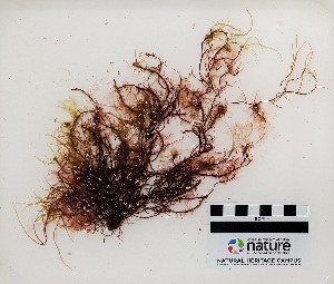  (Rhodophysema lundii - AMS00327)  @11 [ ] by-nc (2022) Unspecified Canadian Museum of Nature