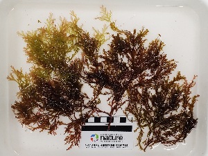  ( - AMS00342)  @11 [ ] by-nc (2022) Unspecified Canadian Museum of Nature