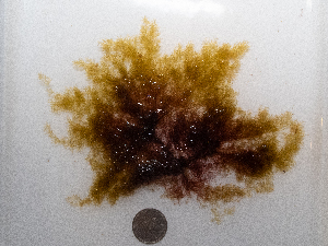  ( - AMS00882)  @11 [ ] CreativeCommons  Attribution Non-Commercial (by-nc) (2024) Unspecified Canadian Museum of Nature