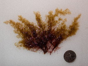  ( - AMS00883)  @11 [ ] CreativeCommons  Attribution Non-Commercial (by-nc) (2024) Unspecified Canadian Museum of Nature