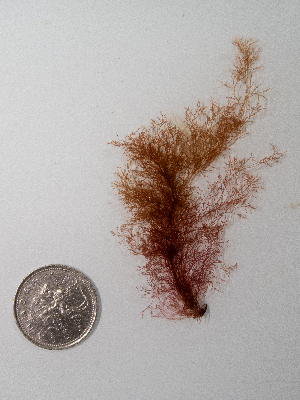  ( - AMS00893)  @11 [ ] by-nc (2022) Unspecified Canadian Museum of Nature