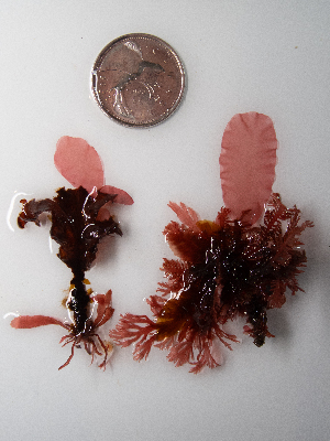  ( - AMS00913)  @11 [ ] by-nc (2022) Unspecified Canadian Museum of Nature