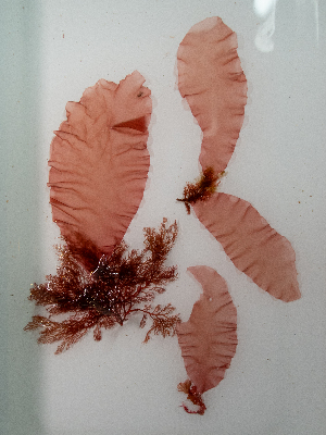  ( - AMS00916)  @11 [ ] by-nc (2022) Unspecified Canadian Museum of Nature