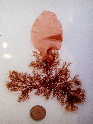  ( - AMS00936)  @11 [ ] by-nc (2022) Unspecified Canadian Museum of Nature