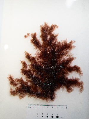  ( - AMS00945)  @11 [ ] by-nc (2022) Unspecified Canadian Museum of Nature