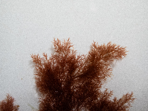  ( - AMS00945)  @11 [ ] by-nc (2022) Unspecified Canadian Museum of Nature