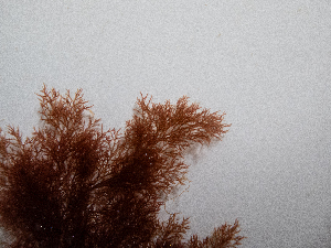  ( - AMS00945)  @11 [ ] by-nc (2022) Unspecified Canadian Museum of Nature