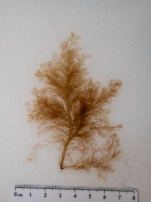  ( - AMS00963)  @11 [ ] by-nc (2022) Unspecified Canadian Museum of Nature