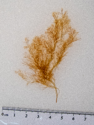  ( - AMS00968)  @11 [ ] by-nc (2022) Unspecified Canadian Museum of Nature